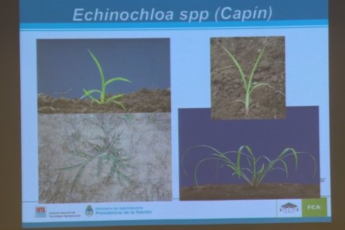 Jornada Capacitación Manejo de Malezas Dificiles - INSER y Syngenta - Victoria, Entre Ríos