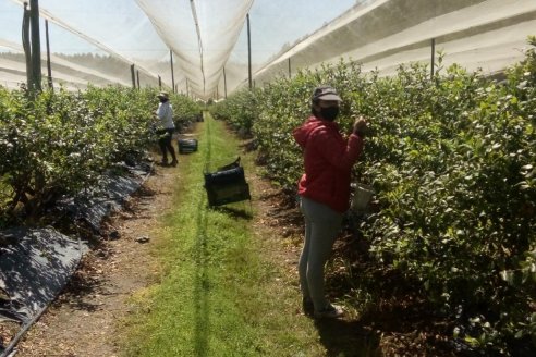 Trabajadores temporarios ocupados seguirán cobrando la ayuda pública de la Tarjeta Alimentar