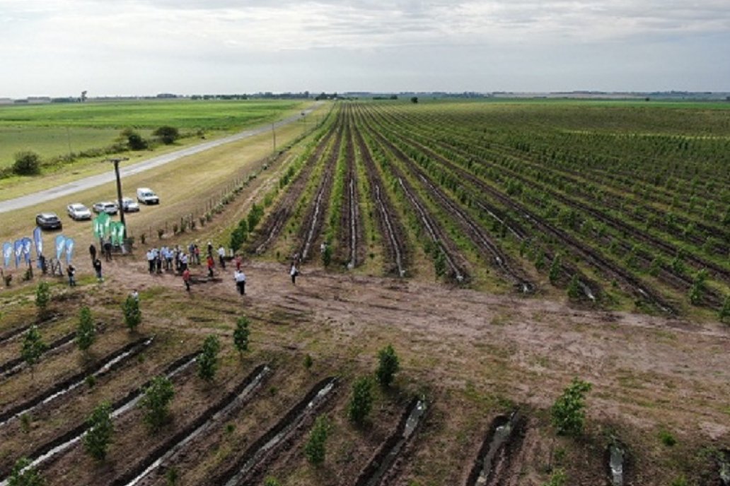 La ruta y una plantación forestal