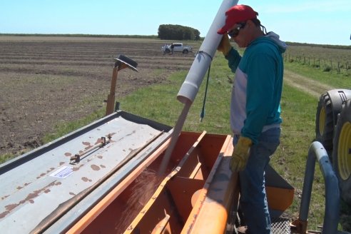 La falta de agua tiene a mal traer a los sembradores de soja y de arroz