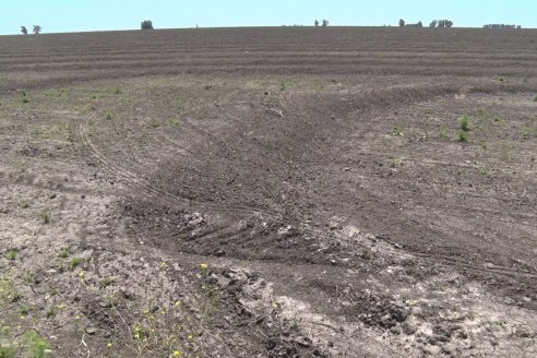 Marcelo Cattaneo - Productor Agropecuario - Siembra de Arroz en Colonia La Mora, Dpto. Villaguay