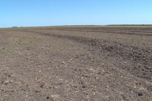 Marcelo Cattaneo - Productor Agropecuario - Siembra de Arroz en Colonia La Mora, Dpto. Villaguay