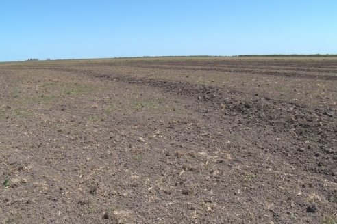 Marcelo Cattaneo - Productor Agropecuario - Siembra de Arroz en Colonia La Mora, Dpto. Villaguay