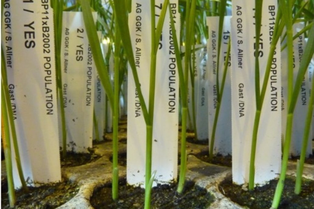 La mejora genética de la planta es un fundamento para aumentar la producción. La mejora genética de la planta es un fundamento para aumentar la producción.