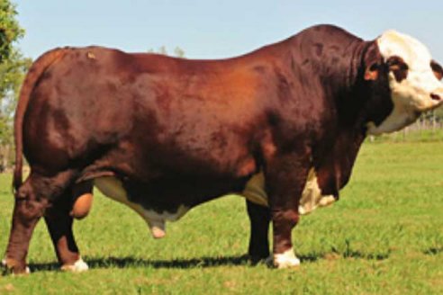 Falleció el legendario toro Magno