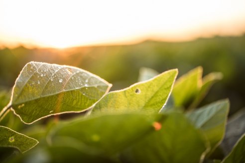 Verdesian da un plus de rendimiento en el uso nutrientes en tratamiento de semillas de soja .