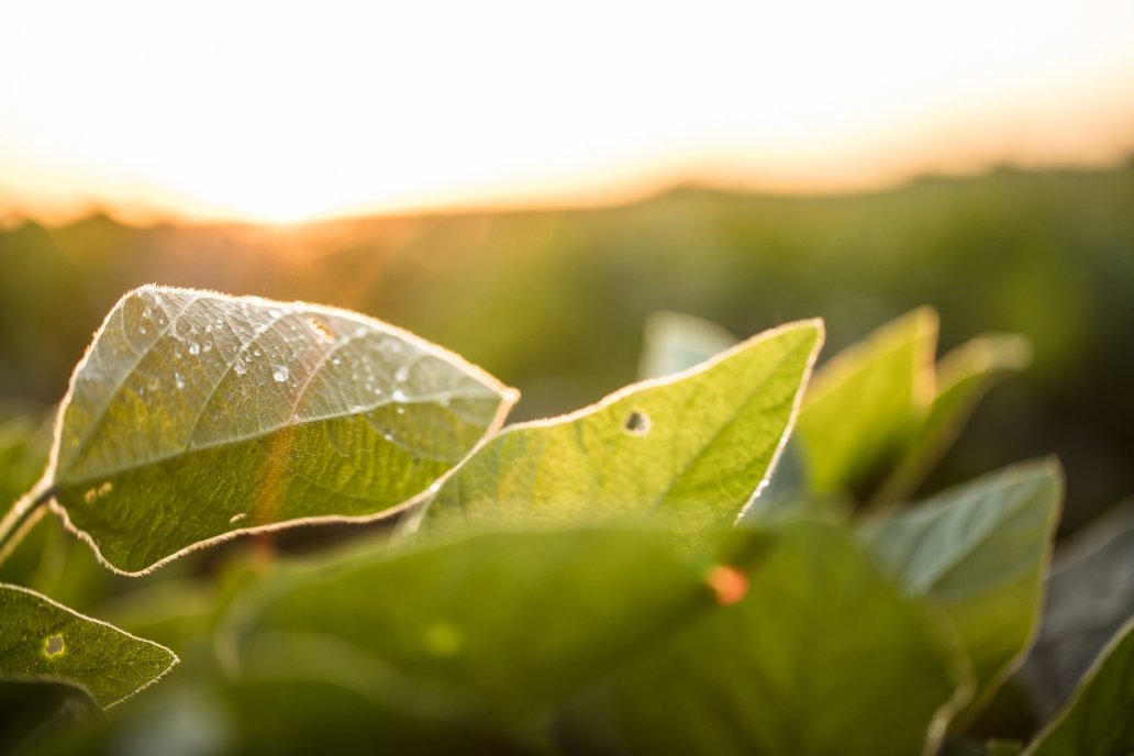 Las tecnologías Verdesian aportan soluciones a Inoculantes y Fertilizantes
