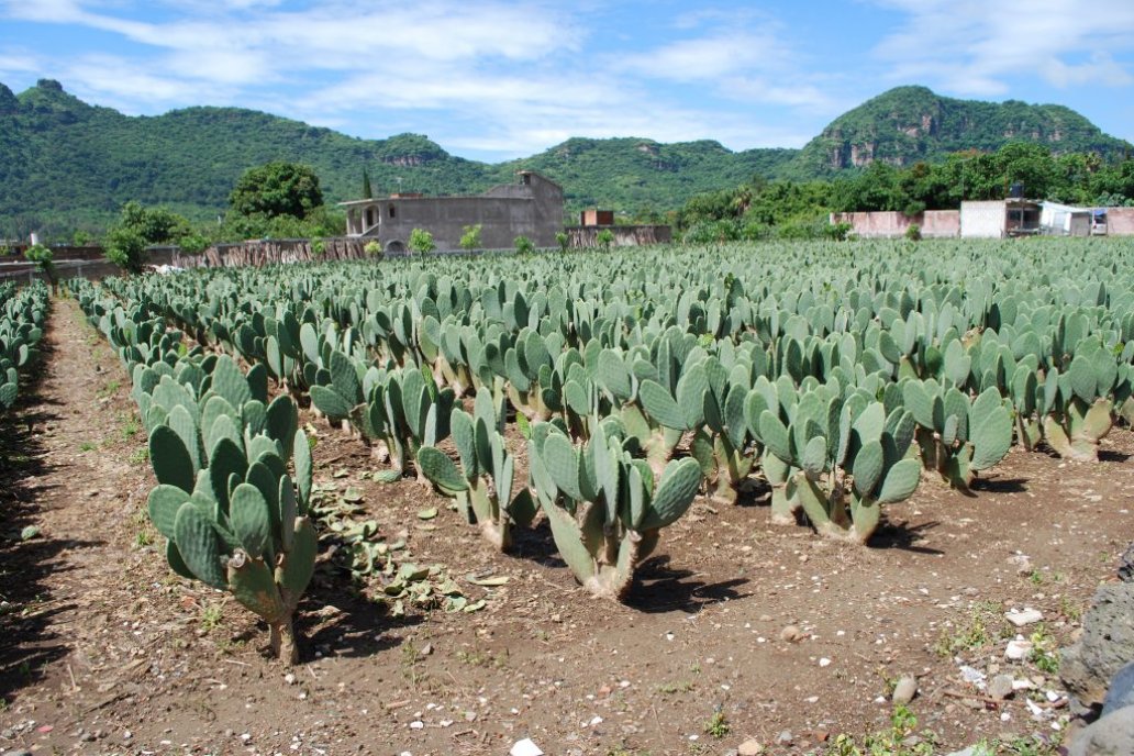 Se cree que el tuna (Opuntia) es originaria de México