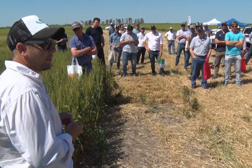 Los productores se encontraron para ver de cerca trigales de punta.