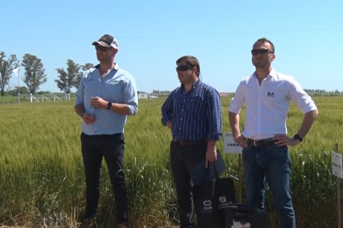 En Urdinarrain se dejaron ver trigales de alto voltaje - Jornada a Campo de Berardo Agropecuaria