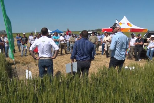 En Urdinarrain se dejaron ver trigales de alto voltaje - Jornada a Campo de Berardo Agropecuaria