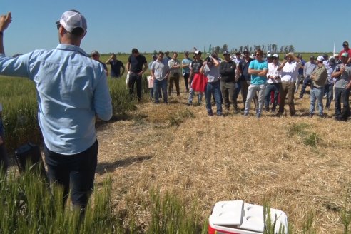 En Urdinarrain se dejaron ver trigales de alto voltaje - Jornada a Campo de Berardo Agropecuaria