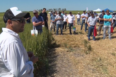 En Urdinarrain se dejaron ver trigales de alto voltaje - Jornada a Campo de Berardo Agropecuaria