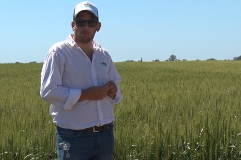 En Urdinarrain se dejaron ver trigales de alto voltaje - Jornada a Campo de Berardo Agropecuaria