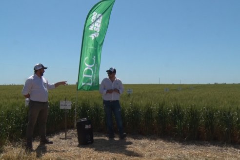 En Urdinarrain se dejaron ver trigales de alto voltaje - Jornada a Campo de Berardo Agropecuaria