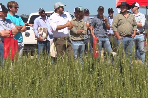 En Urdinarrain se dejaron ver trigales de alto voltaje - Jornada a Campo de Berardo Agropecuaria