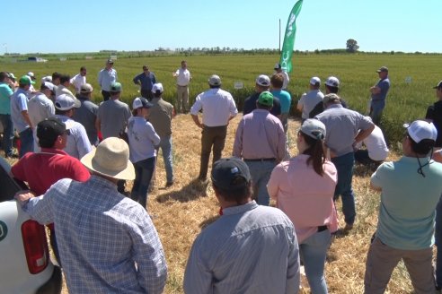 En Urdinarrain se dejaron ver trigales de alto voltaje - Jornada a Campo de Berardo Agropecuaria