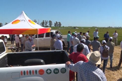 En Urdinarrain se dejaron ver trigales de alto voltaje - Jornada a Campo de Berardo Agropecuaria