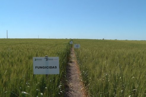 En Urdinarrain se dejaron ver trigales de alto voltaje - Jornada a Campo de Berardo Agropecuaria