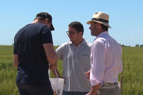 En Urdinarrain se dejaron ver trigales de alto voltaje - Jornada a Campo de Berardo Agropecuaria