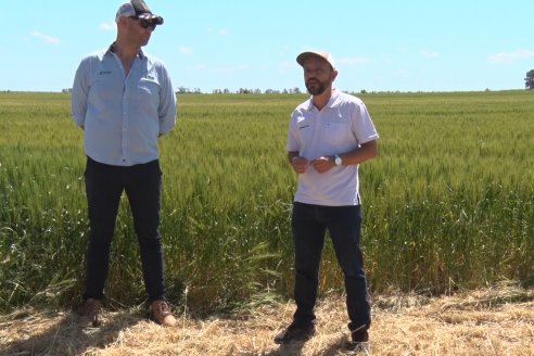 En Urdinarrain se dejaron ver trigales de alto voltaje - Jornada a Campo de Berardo Agropecuaria