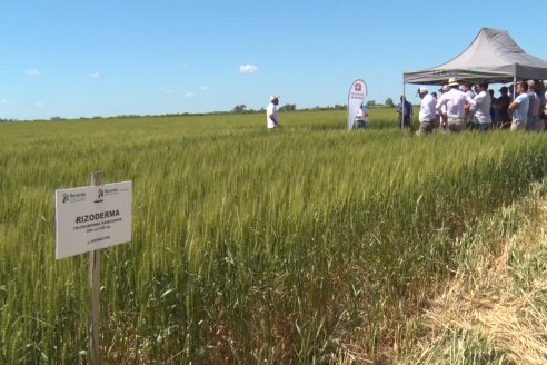 En Urdinarrain se dejaron ver trigales de alto voltaje - Jornada a Campo de Berardo Agropecuaria