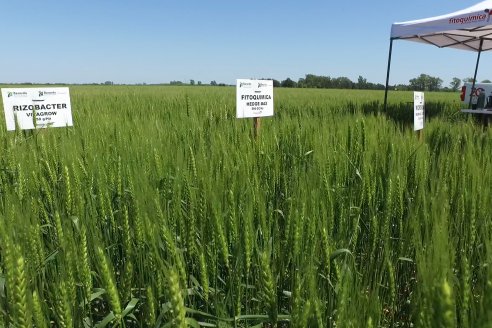 En Urdinarrain se dejaron ver trigales de alto voltaje - Jornada a Campo de Berardo Agropecuaria