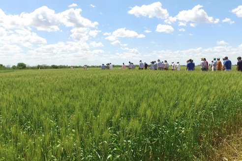 En Urdinarrain se dejaron ver trigales de alto voltaje - Jornada a Campo de Berardo Agropecuaria