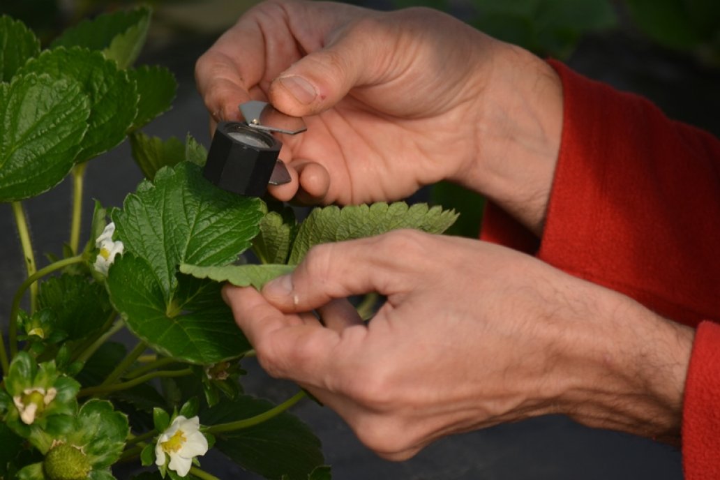 La combinación de aceites sirvió para controlar plagas el cultivo de frutillas.