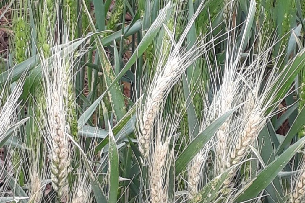 Al sur del área agrícola nacional prevén heladas que afectarán al trigo.