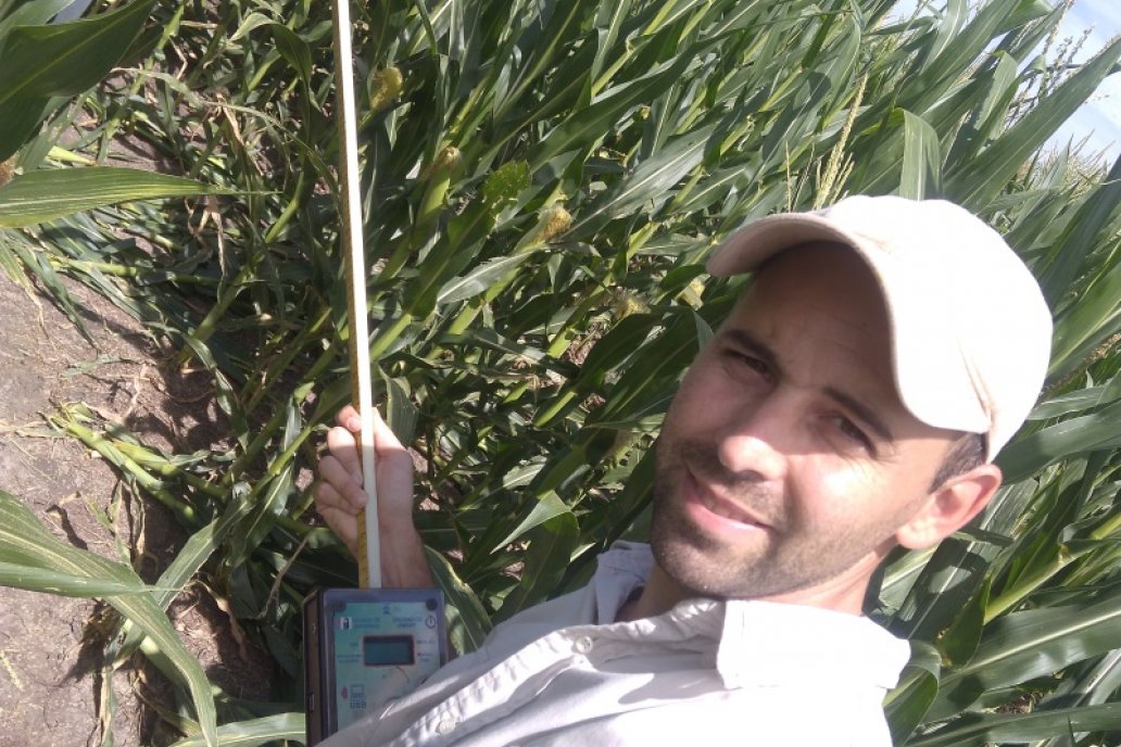 Evaluaron los modelos de respuesta a la fertilización nitrogenada en maíz.