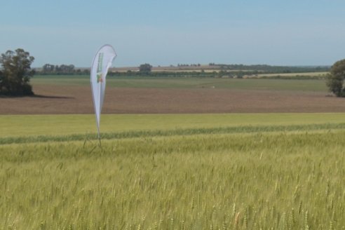 Ensayo Comparativo de Trigo Granero SRL en Campo La Querencia - Departamento Victoria