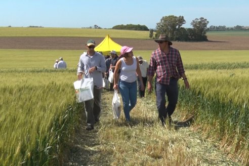 Ensayo Comparativo de Trigo Granero SRL en Campo La Querencia - Departamento Victoria