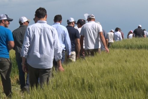 Ensayo Comparativo de Trigo Granero SRL en Campo La Querencia - Departamento Victoria