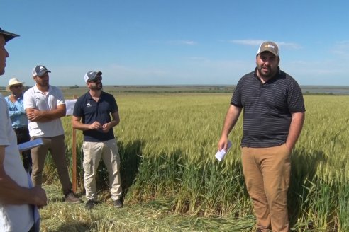 Ensayo Comparativo de Trigo Granero SRL en Campo La Querencia - Departamento Victoria