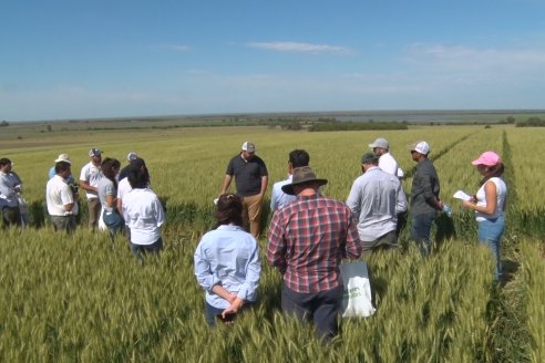 Ensayo Comparativo de Trigo Granero SRL en Campo La Querencia - Departamento Victoria