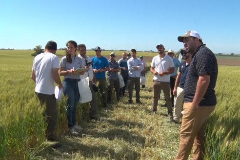 Ensayo Comparativo de Trigo Granero SRL en Campo La Querencia - Departamento Victoria