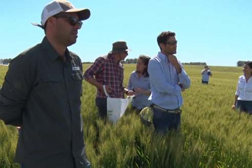 Ensayo Comparativo de Trigo Granero SRL en Campo La Querencia - Departamento Victoria