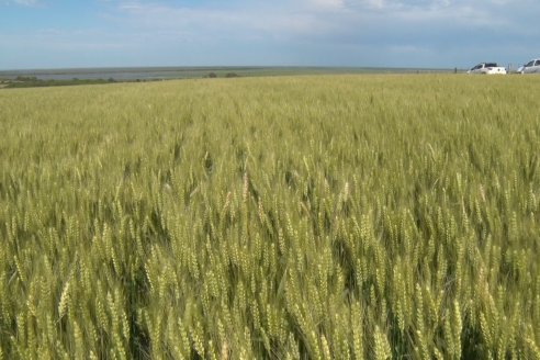 Ensayo Comparativo de Trigo Granero SRL en Campo La Querencia - Departamento Victoria