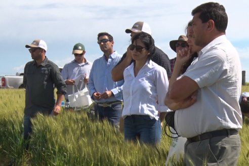 Ensayo Comparativo de Trigo Granero SRL en Campo La Querencia - Departamento Victoria