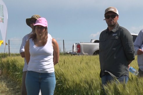 Ensayo Comparativo de Trigo Granero SRL en Campo La Querencia - Departamento Victoria