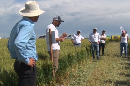 Ensayo Comparativo de Trigo Granero SRL en Campo La Querencia - Departamento Victoria