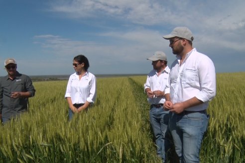 Ensayo Comparativo de Trigo Granero SRL en Campo La Querencia - Departamento Victoria