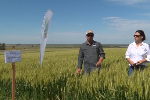 Ensayo Comparativo de Trigo Granero SRL en Campo La Querencia - Departamento Victoria