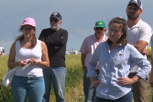 Ensayo Comparativo de Trigo Granero SRL en Campo La Querencia - Departamento Victoria