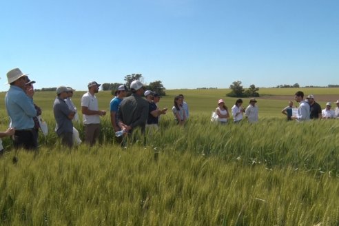 Ensayo Comparativo de Trigo Granero SRL en Campo La Querencia - Departamento Victoria