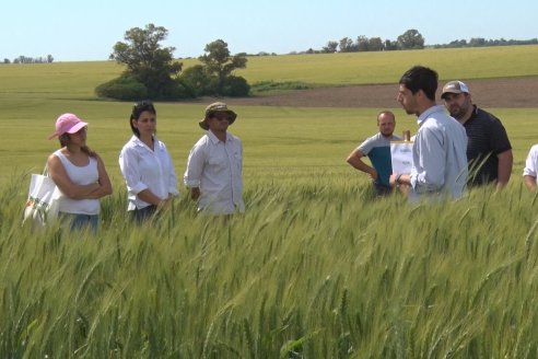 Ensayo Comparativo de Trigo Granero SRL en Campo La Querencia - Departamento Victoria