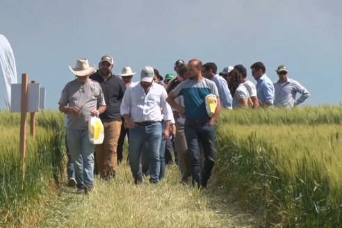 Ensayo Comparativo de Trigo Granero SRL en Campo La Querencia - Departamento Victoria