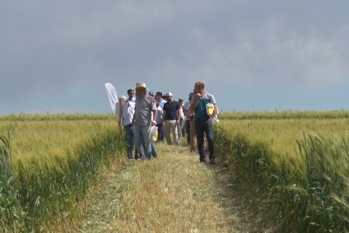 Ensayo Comparativo de Trigo Granero SRL en Campo La Querencia - Departamento Victoria