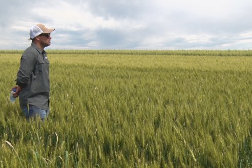 Ensayo Comparativo de Trigo Granero SRL en Campo La Querencia - Departamento Victoria